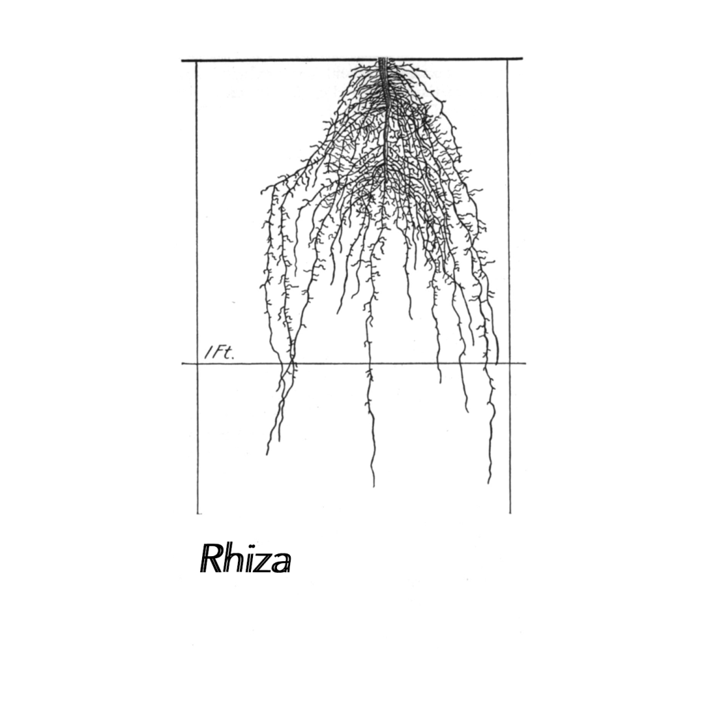 Rhiza